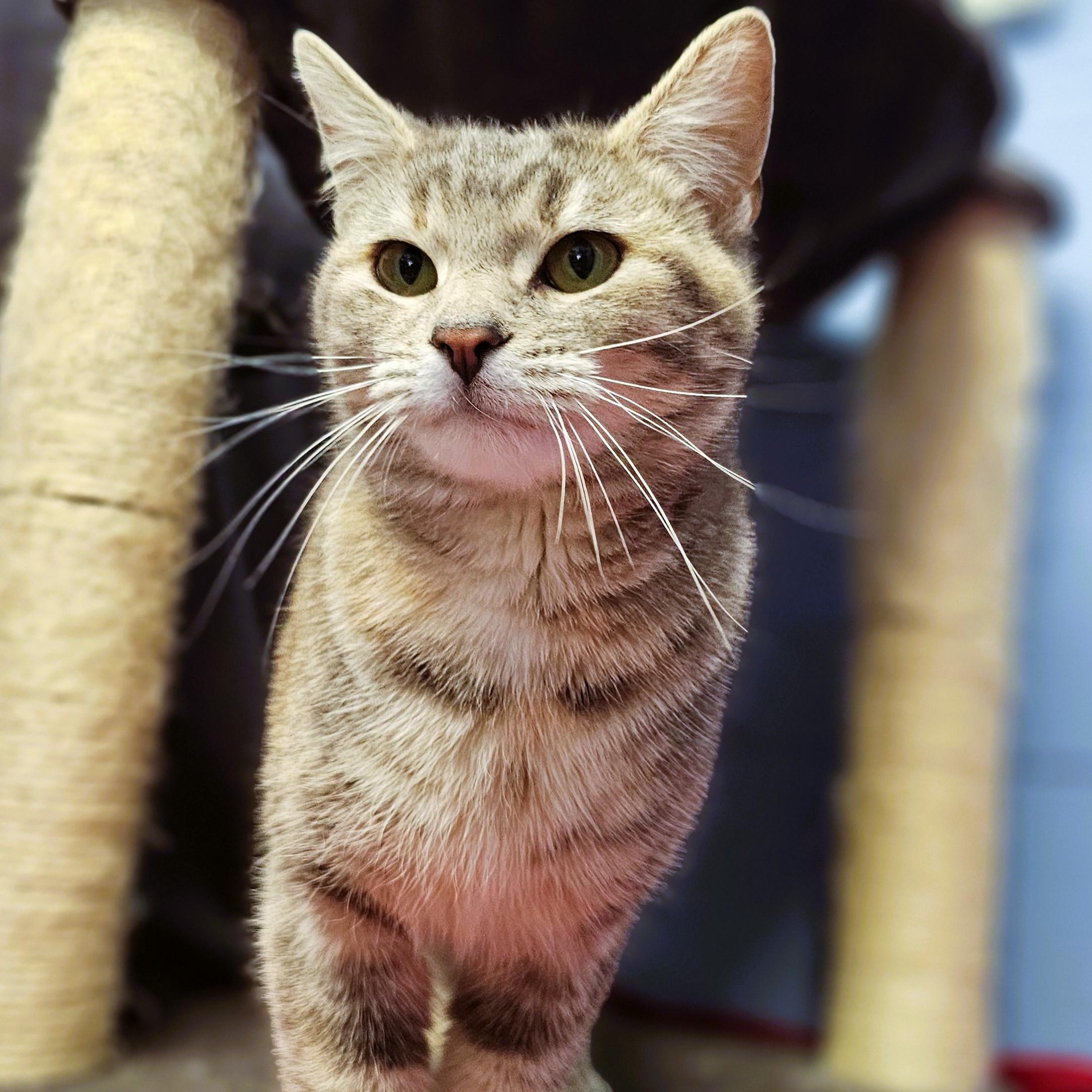 Enlarge Candy, an adopted Domestic Short Hair in Lowell, AR image 5/5