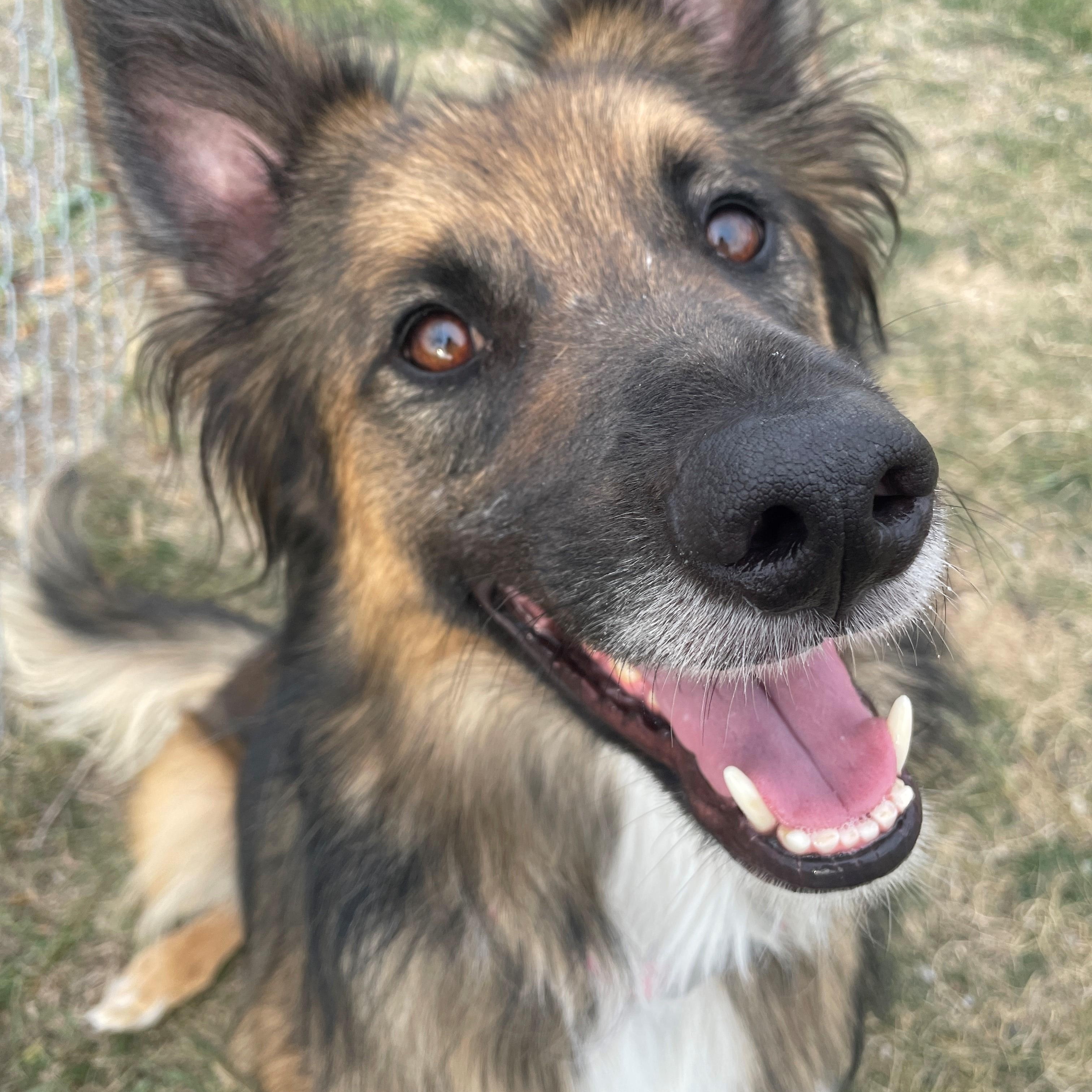 Koda, an adoptable Mixed Breed in Great Falls, MT, 59405 | Photo Image 2