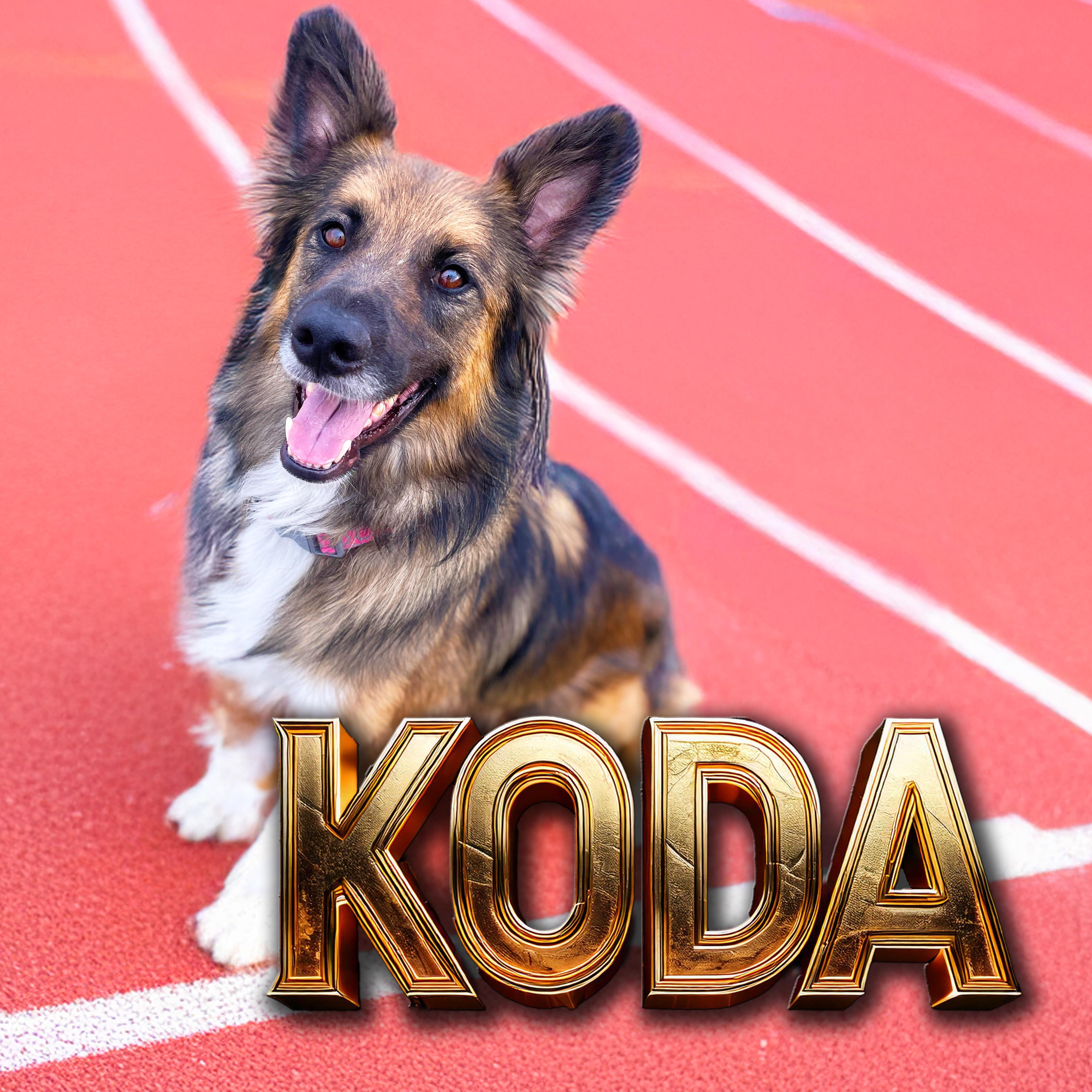 Koda, an adoptable Mixed Breed in Great Falls, MT, 59405 | Photo Image 1