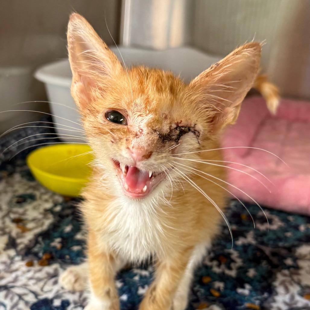 Slim Shady, Adoptable, Kitten Male Domestic Short Hair.