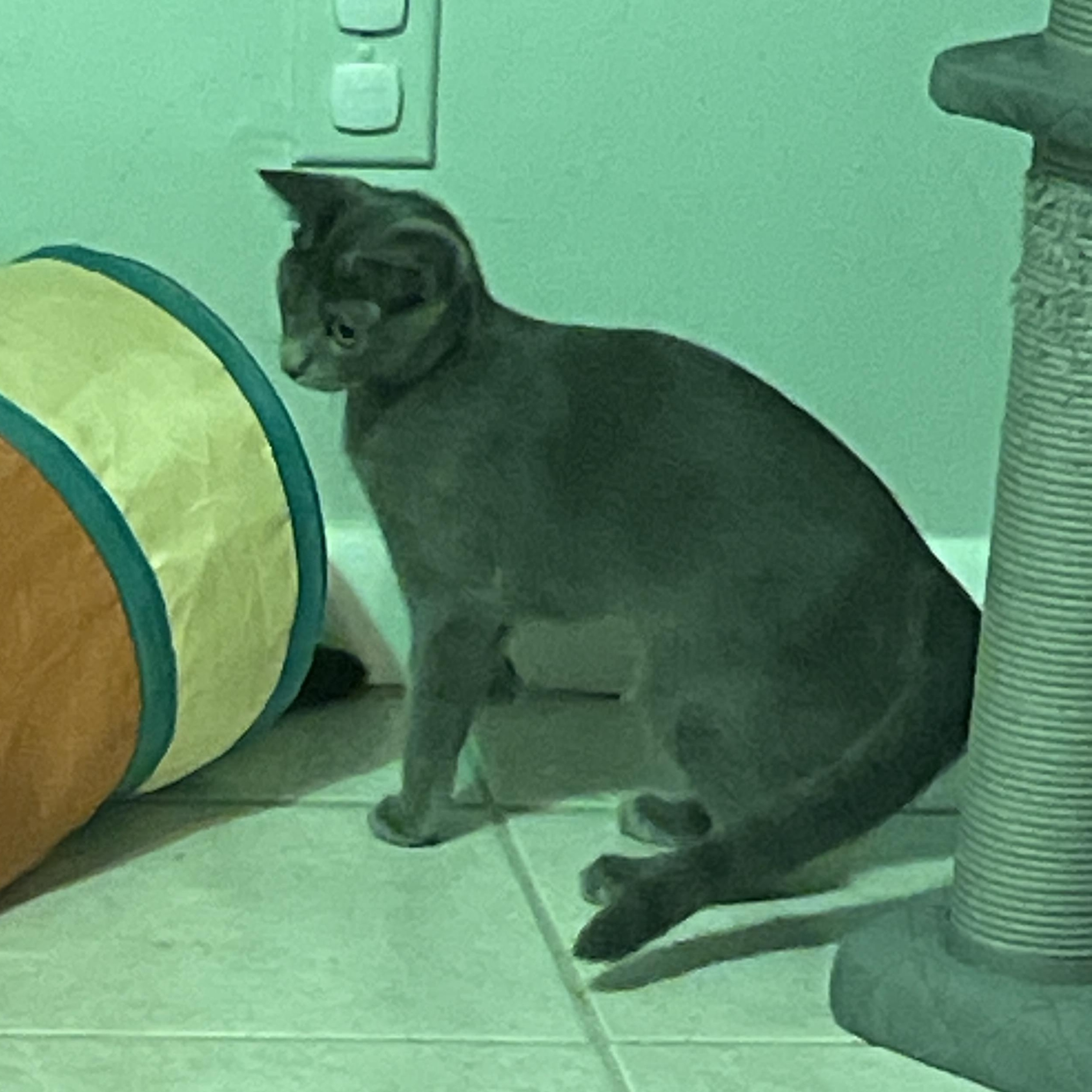 Enlarge Dirby, a Adopted Russian Blue in Plantation, FL image 1/1