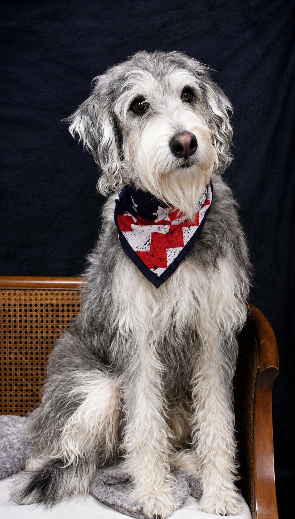 Enlarge Bo, a ADOPTABLE Labradoodle in Cheboygan, MI image 6/6