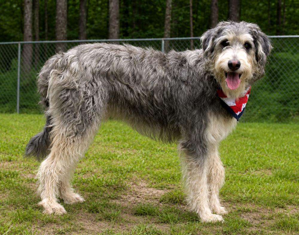Bo, ADOPTABLE, Adult Male Labradoodle.
