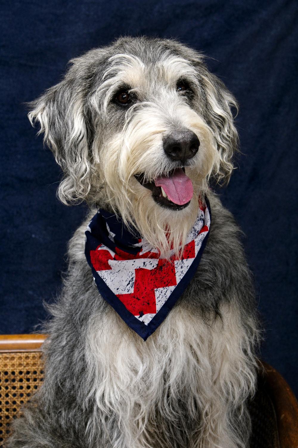 Enlarge Bo, a ADOPTABLE Labradoodle in Cheboygan, MI image 3/6