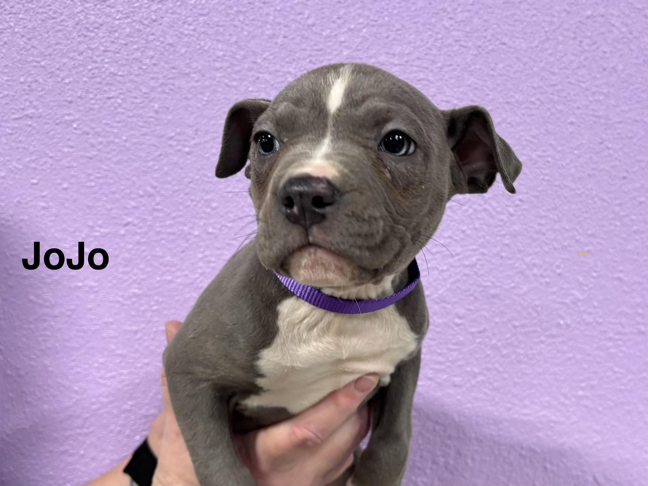 Enlarge JoJo, an adopted Pit Bull Terrier in Woodland, CA image 1/1