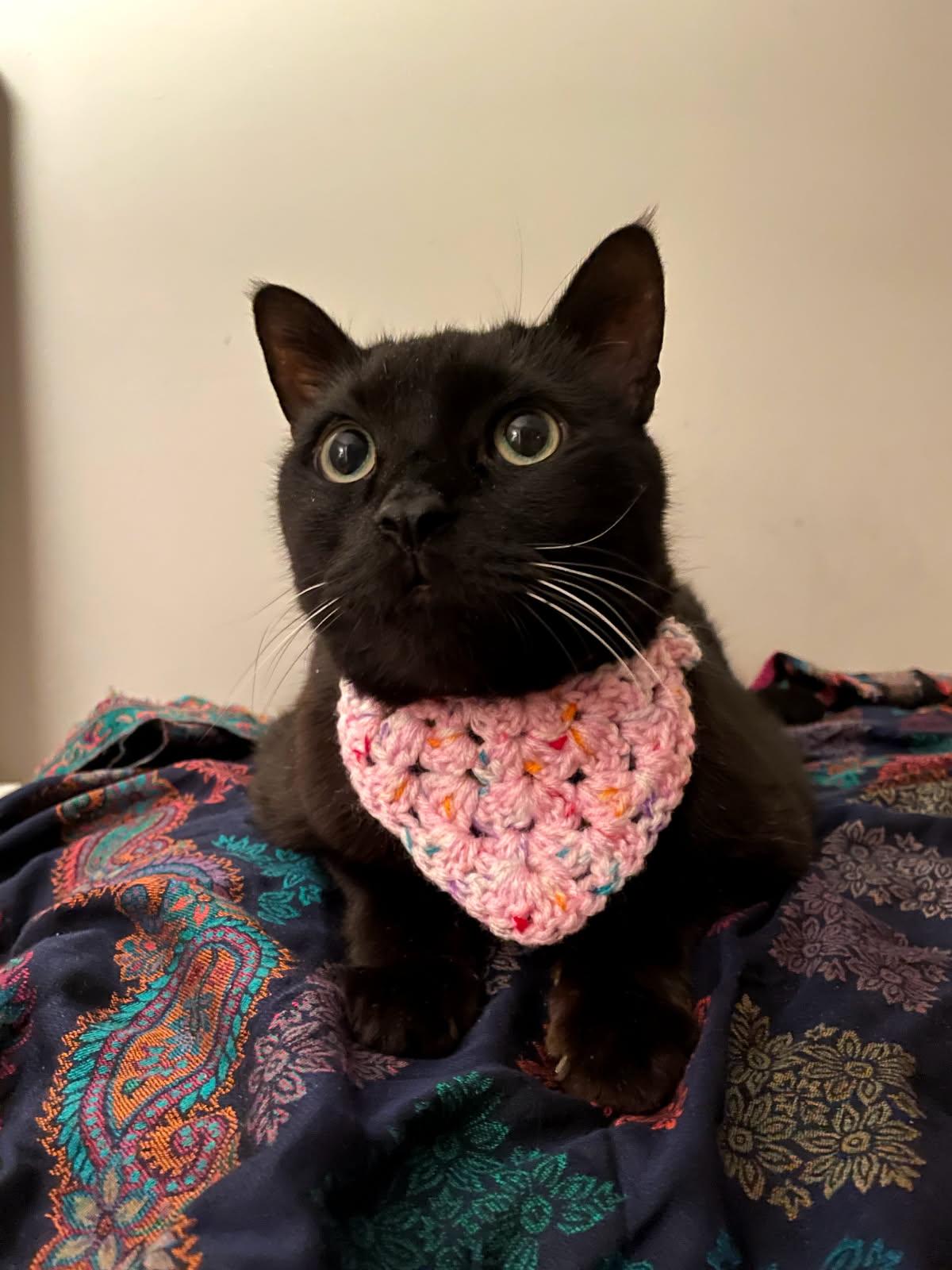 Dubble Bubble, a ADOPTABLE Domestic Short Hair in Evanston, IL image 2/6