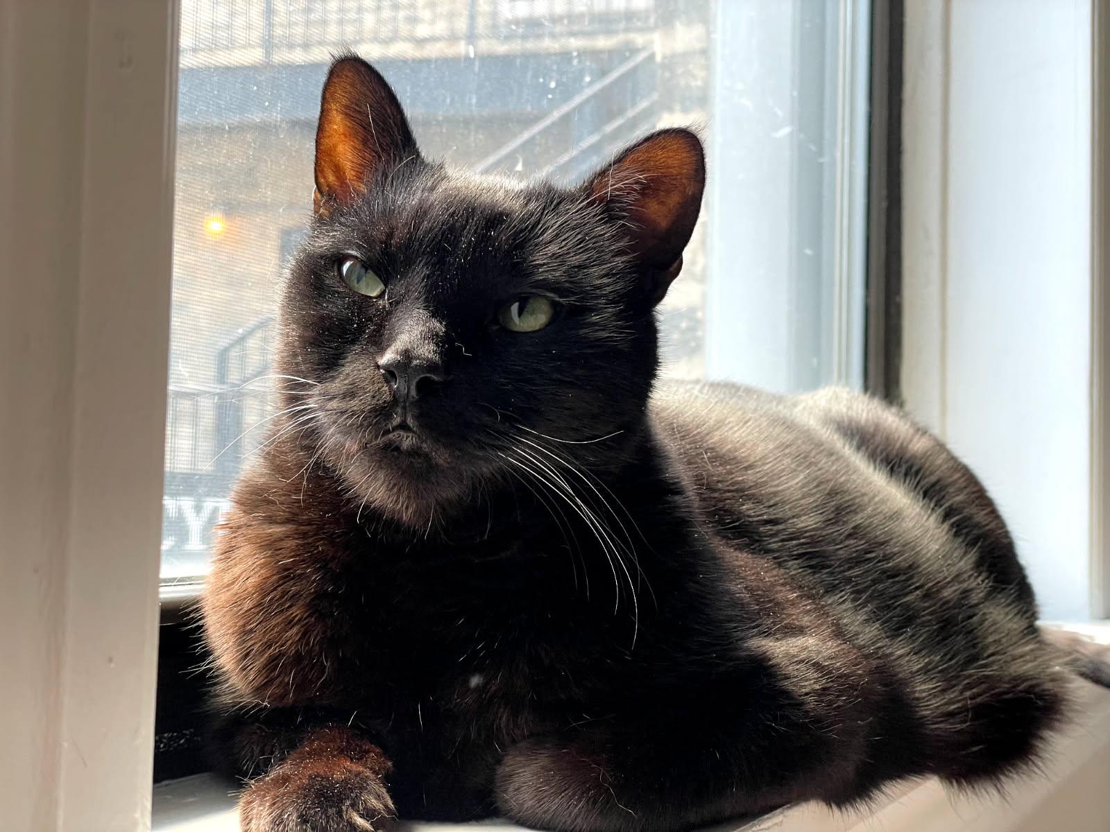 Dubble Bubble, a ADOPTABLE Domestic Short Hair in Evanston, IL image 4/6