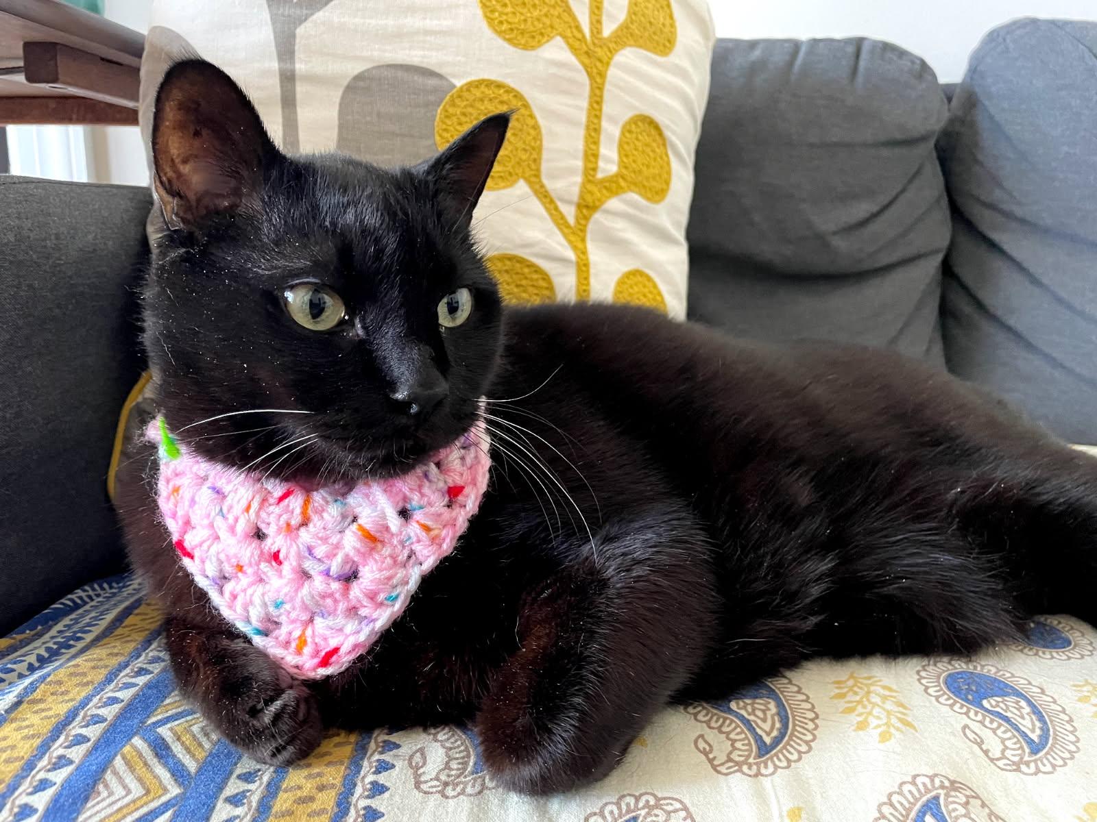 Dubble Bubble, a ADOPTABLE Domestic Short Hair in Evanston, IL image 6/6