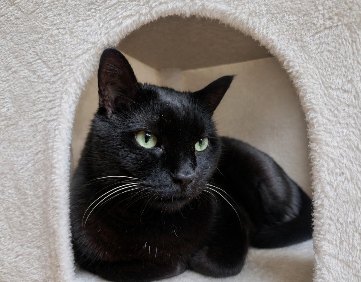 Dubble Bubble, a ADOPTABLE Domestic Short Hair in Evanston, IL image 5/6