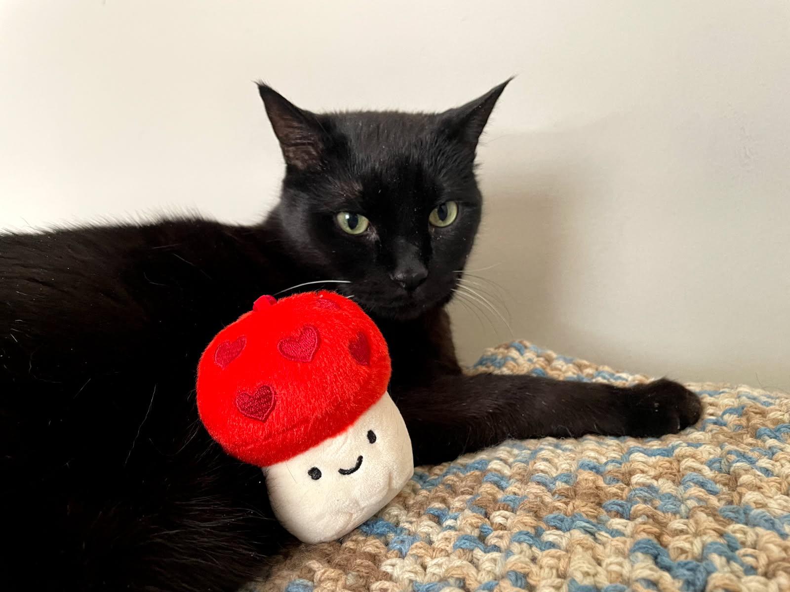 Dubble Bubble, a ADOPTABLE Domestic Short Hair in Evanston, IL image 3/6