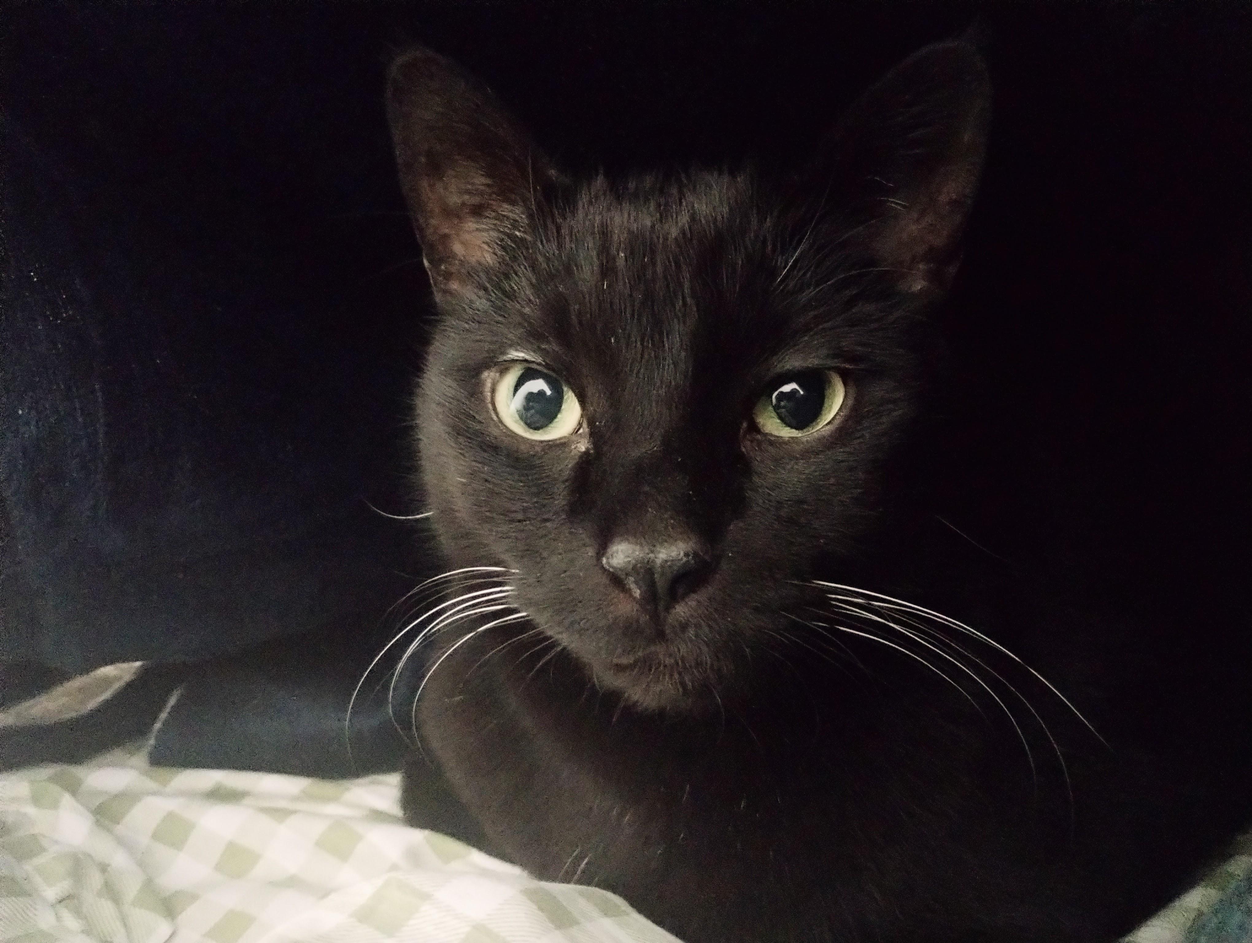 Enlarge Dubble Bubble, a ADOPTABLE Domestic Short Hair in Evanston, IL image 1/1