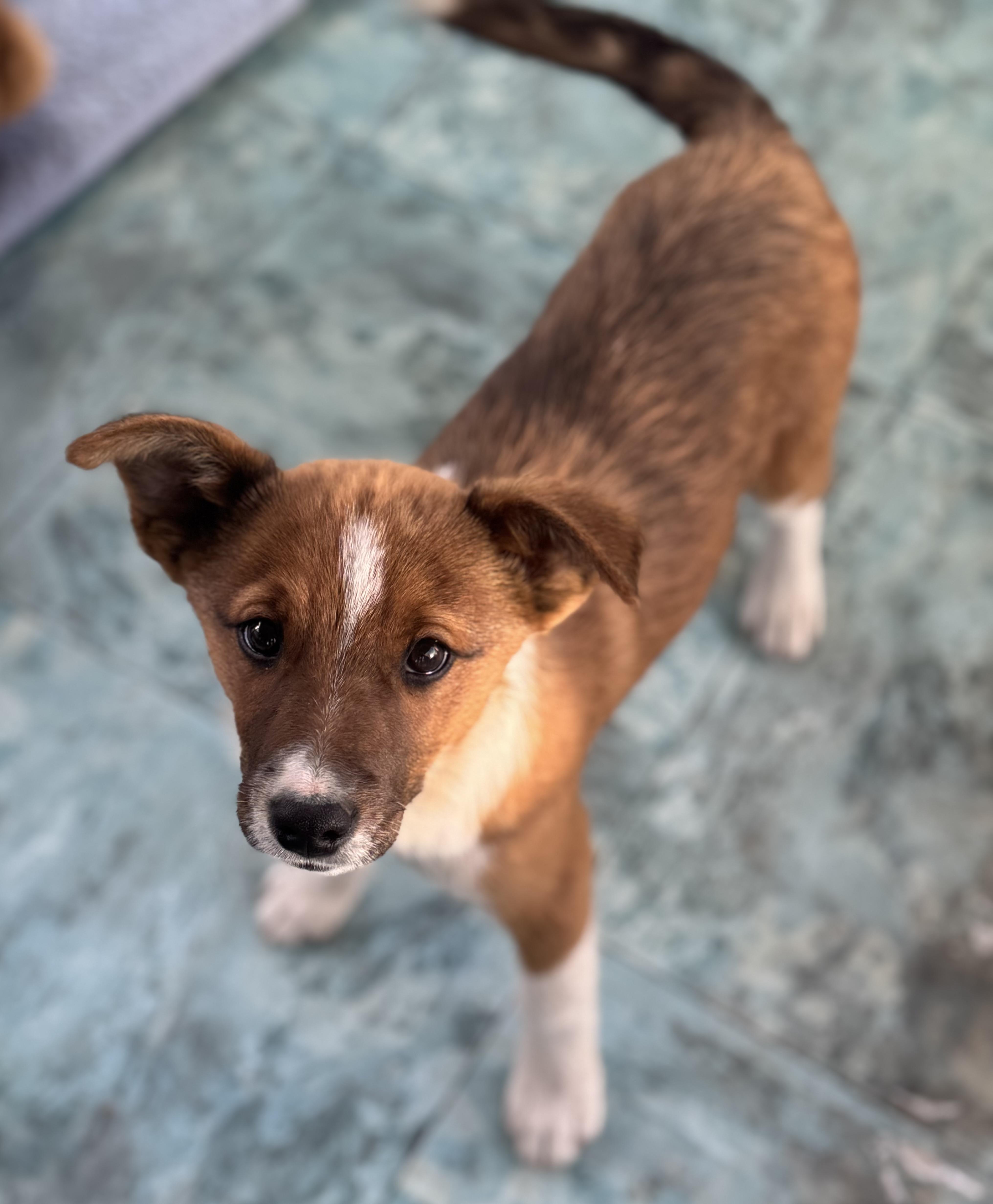 Enlarge Jonesy, an adopted mixed breed in Denver, CO image 3/6