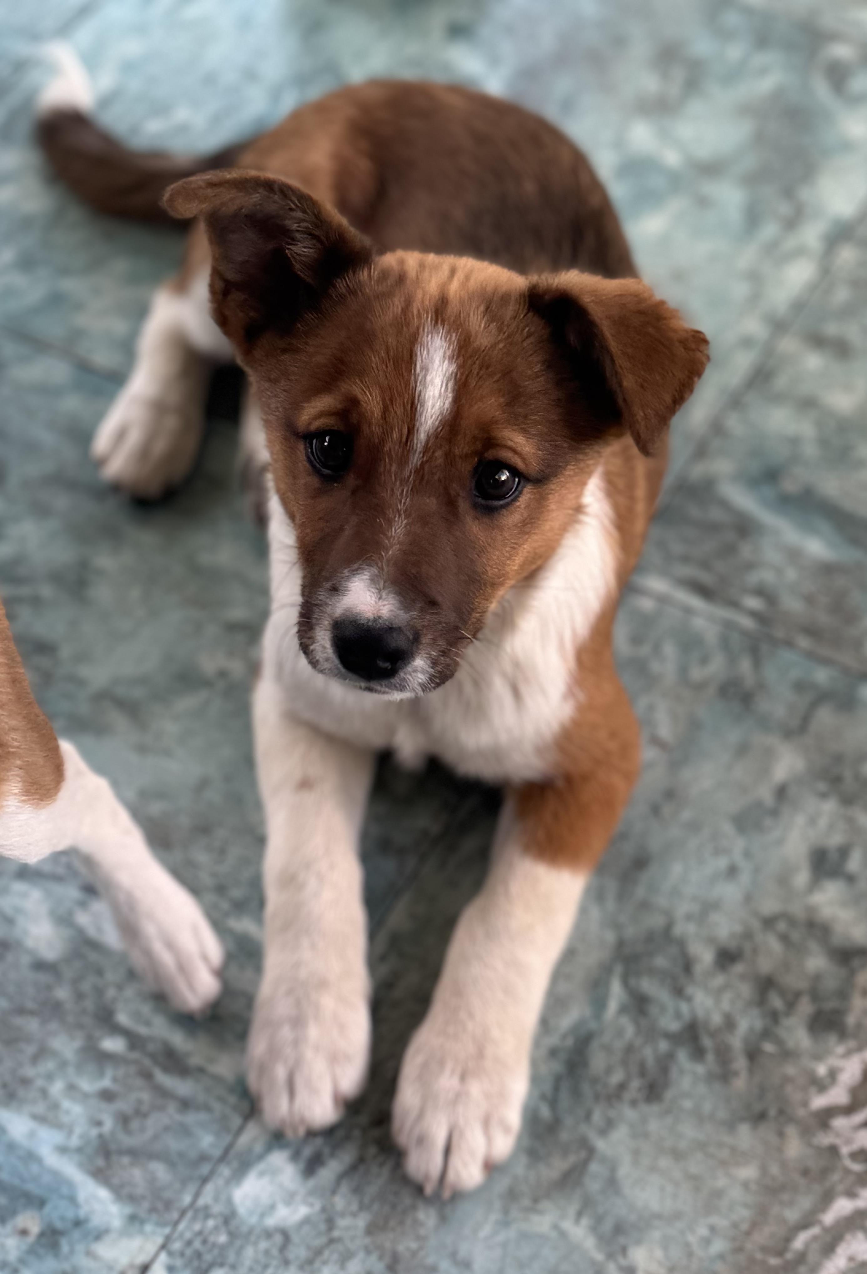 Enlarge Jonesy, an adopted mixed breed in Denver, CO image 1/6