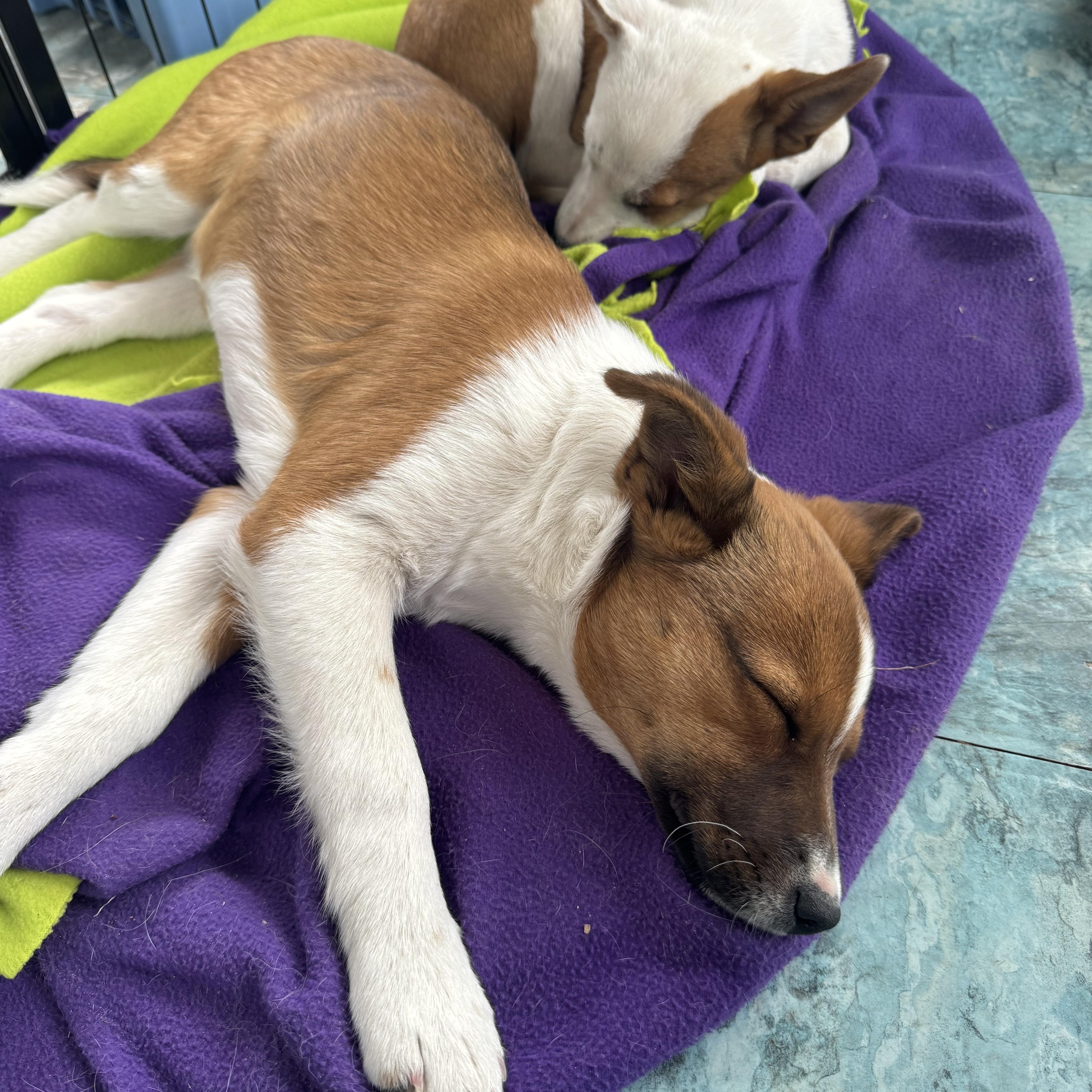 Enlarge Jonesy, an adopted mixed breed in Denver, CO image 6/6