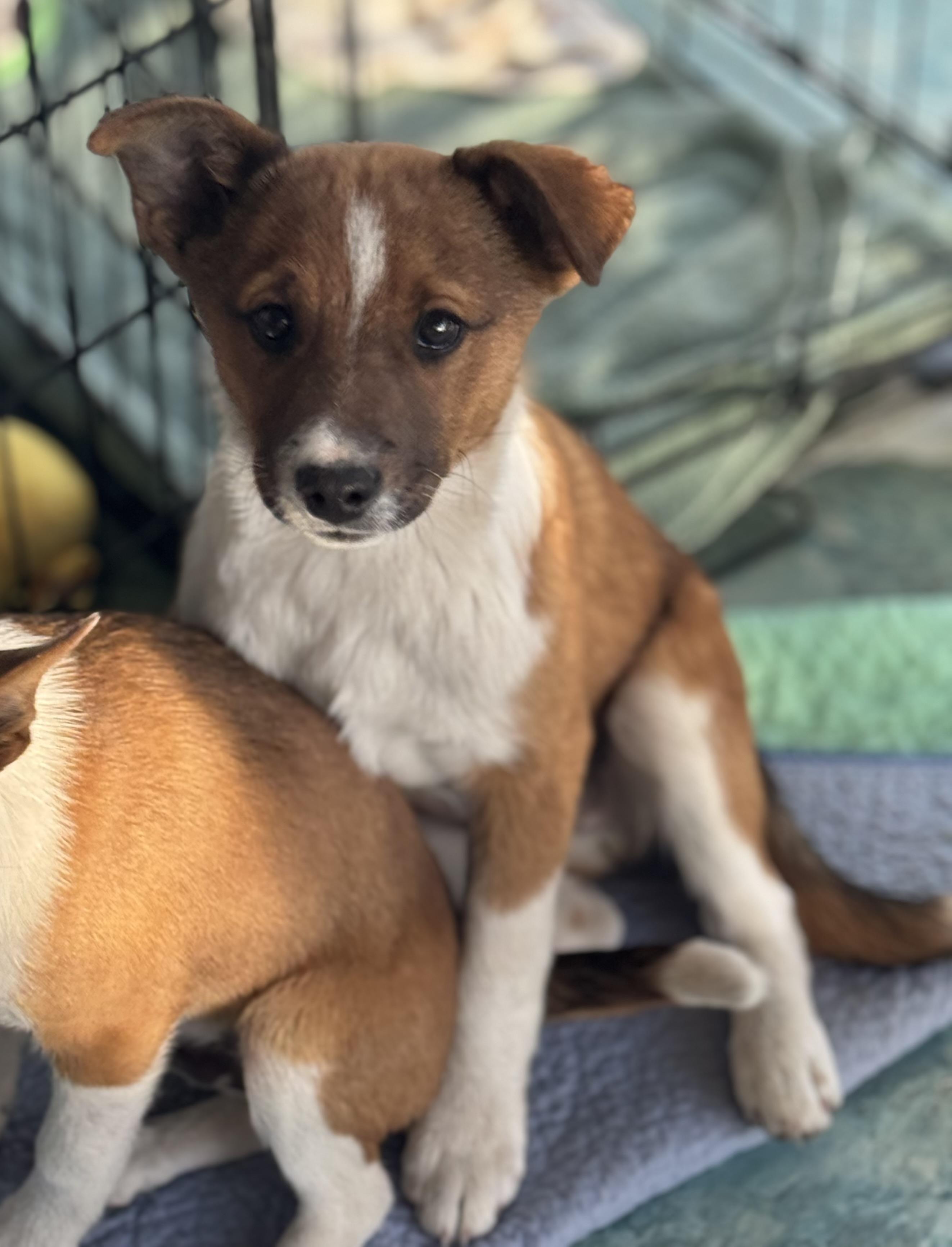 Enlarge Jonesy, an adopted mixed breed in Denver, CO image 4/6