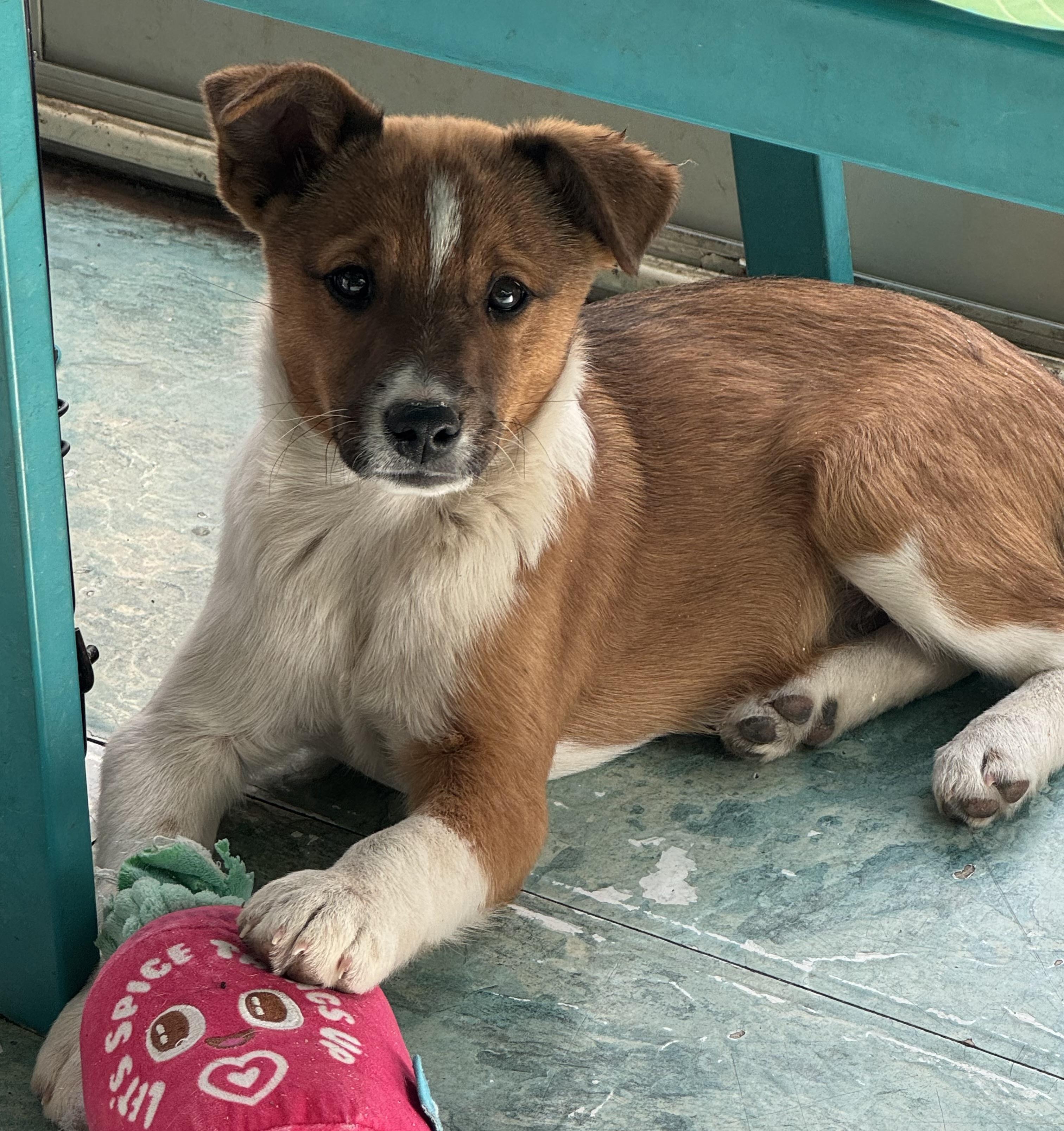 Enlarge Jonesy, an adopted mixed breed in Denver, CO image 2/6
