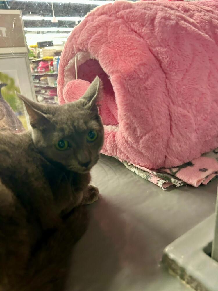 Foxy, Adoptable, Kitten Female Domestic Short Hair.