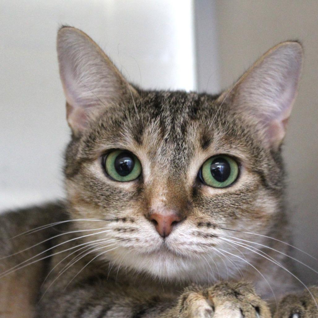 Pretty Girl, Adoptable, Adult Female Domestic Short Hair.