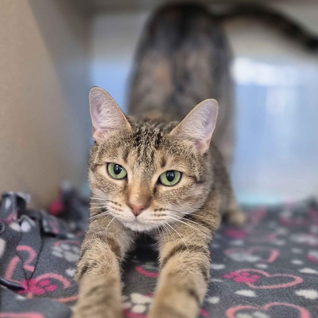 Pretty Girl, a Adoptable Domestic Short Hair in Ridgely, MD image 2/2