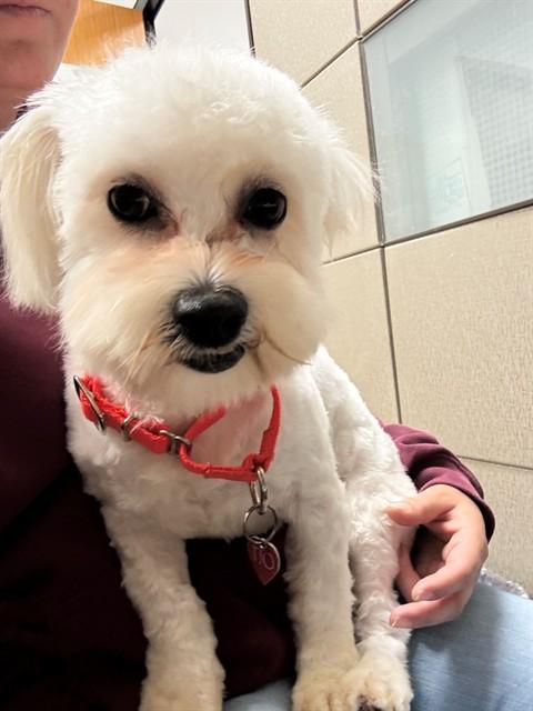 JOE, Adoptable, Young Male Maltese.