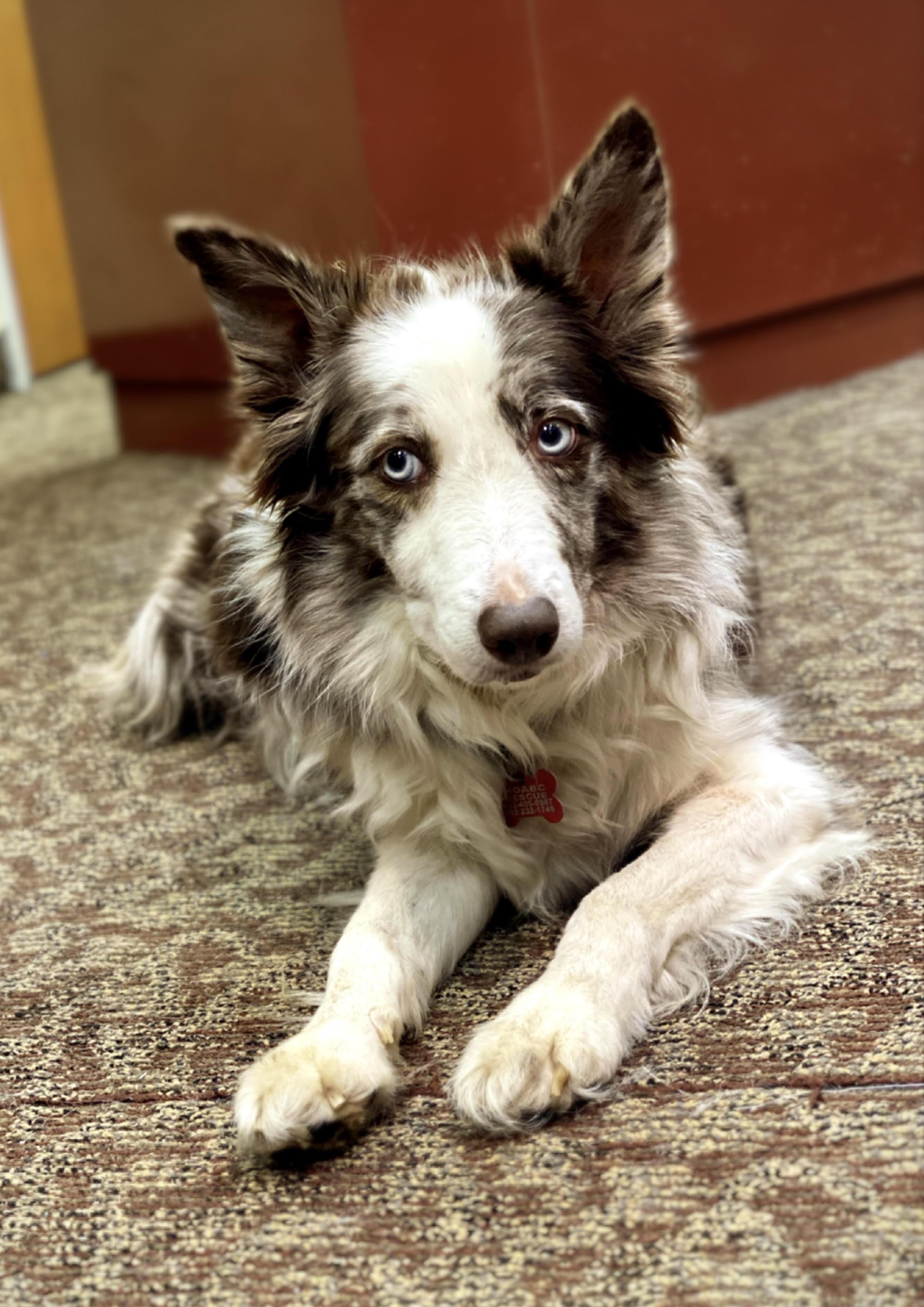 Party - adopted!, adopted, Adult Female Border Collie.