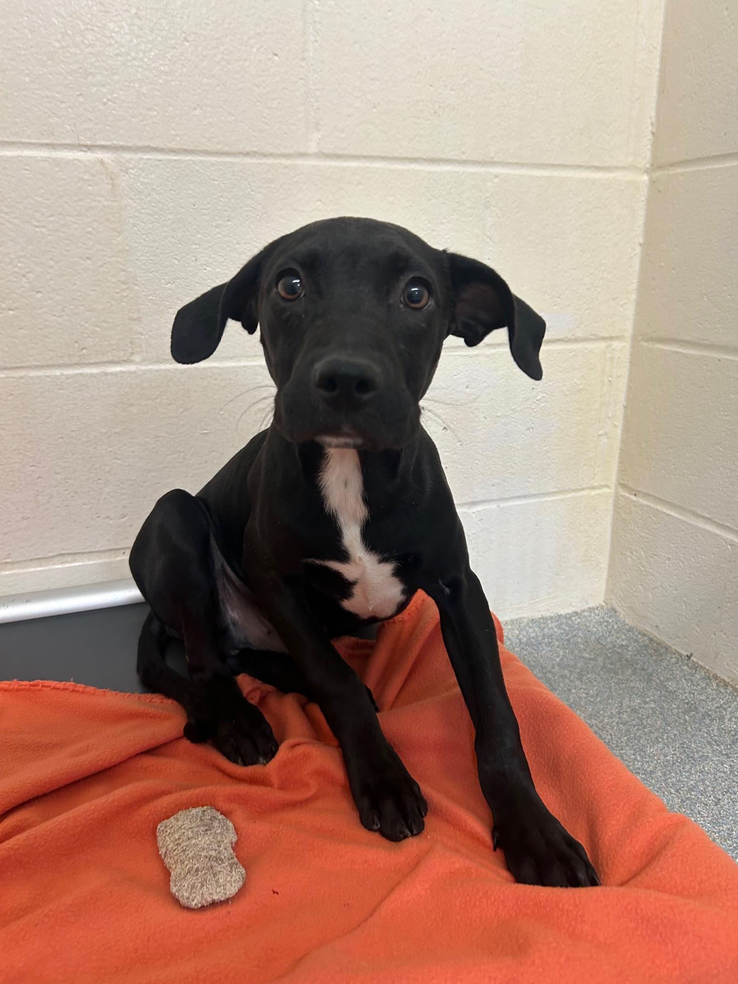 Logan, adopted, Young Male Mixed Breed.