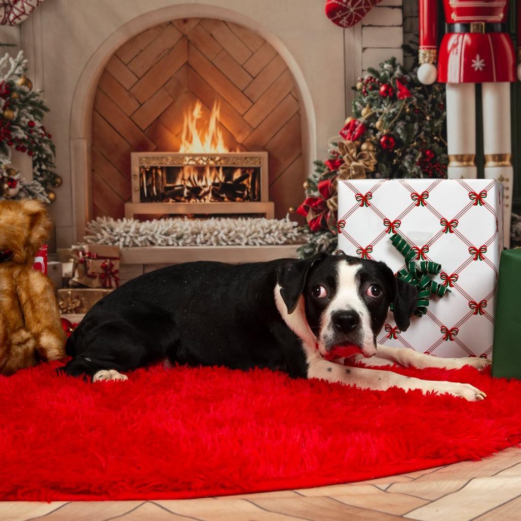 Cleopawtra (FKA Maggie), Adoptable, Puppy Female Cane Corso.