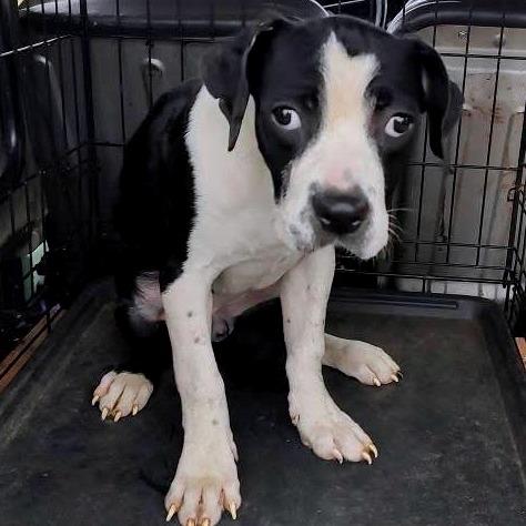 Enlarge Cleopawtra (FKA Maggie), a Adoptable Cane Corso in Clarksville, TN image 2/5