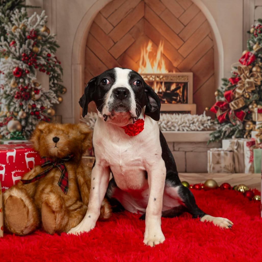 Enlarge Cleopawtra (FKA Maggie), a Adoptable Cane Corso in Clarksville, TN image 3/5