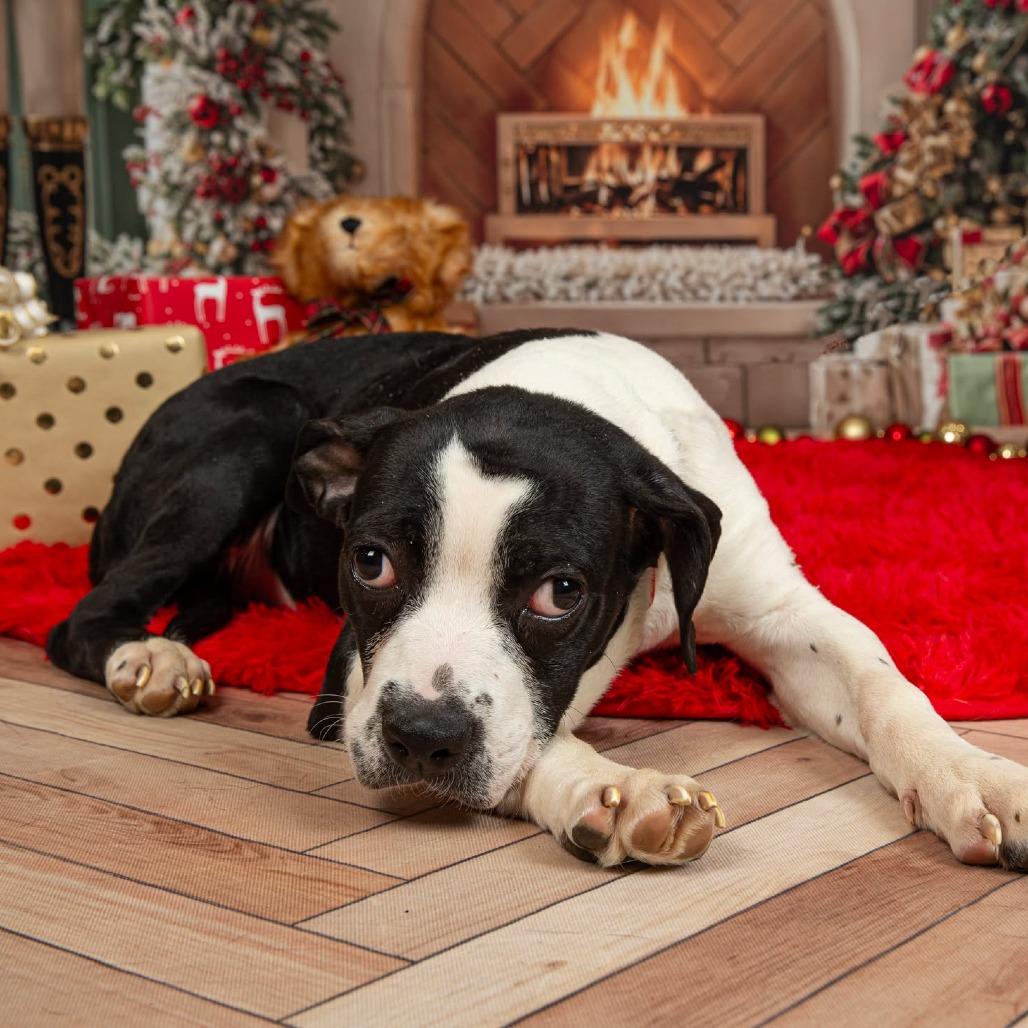 Enlarge Cleopawtra (FKA Maggie), a Adoptable Cane Corso in Clarksville, TN image 4/5