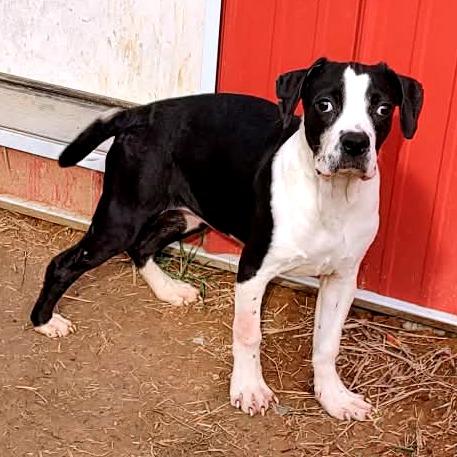 Enlarge Cleopawtra (FKA Maggie), a Adoptable Cane Corso in Clarksville, TN image 5/5