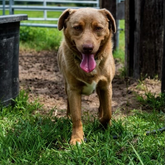 Arliss PC, an adoptable Australian Shepherd in Goliad, TX, 77963 | Photo Image 3