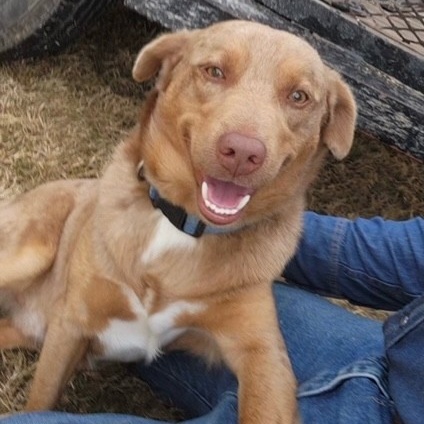 Arliss PC, Adult Male Australian Shepherd