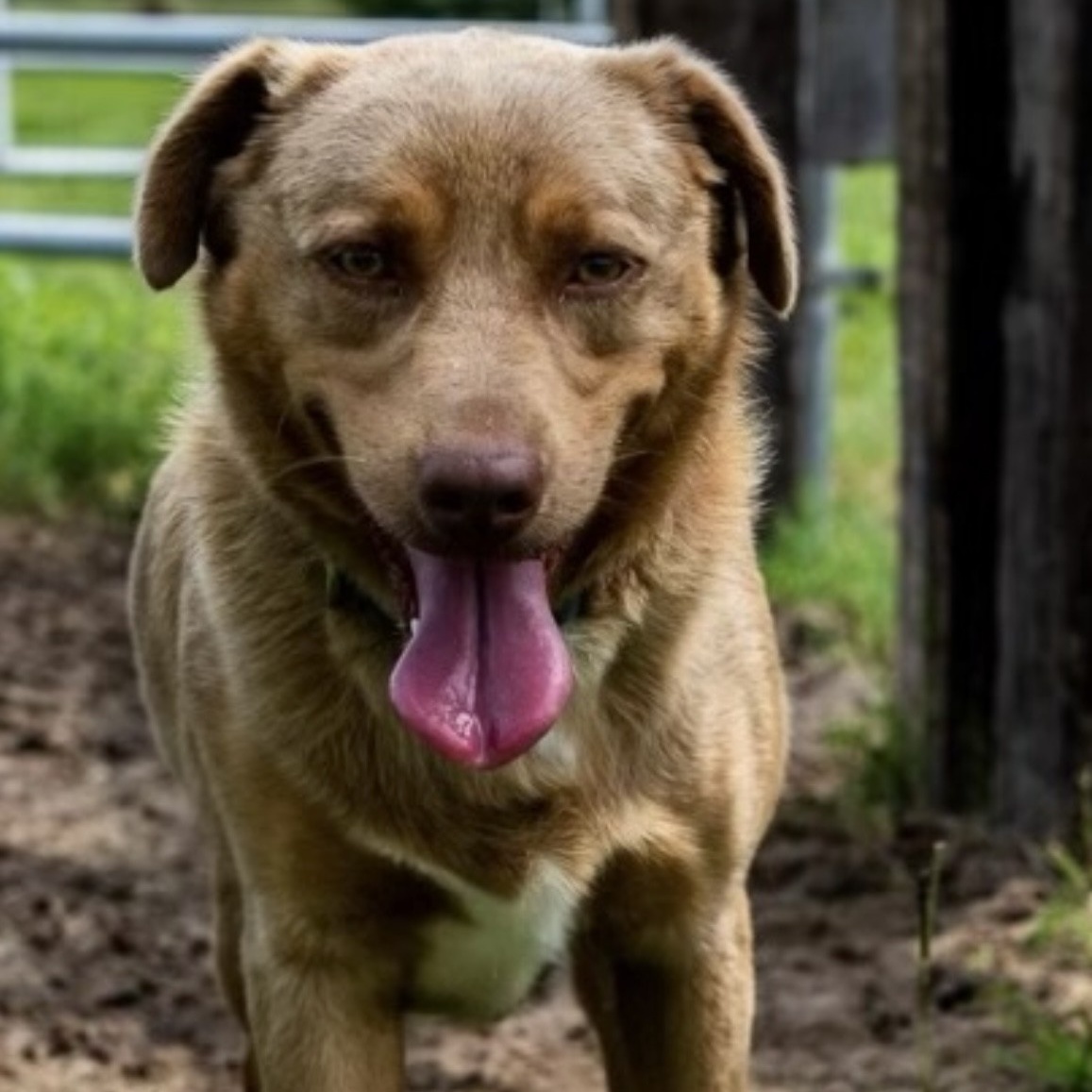 Arliss PC, an adoptable Australian Shepherd in Goliad, TX, 77963 | Photo Image 2