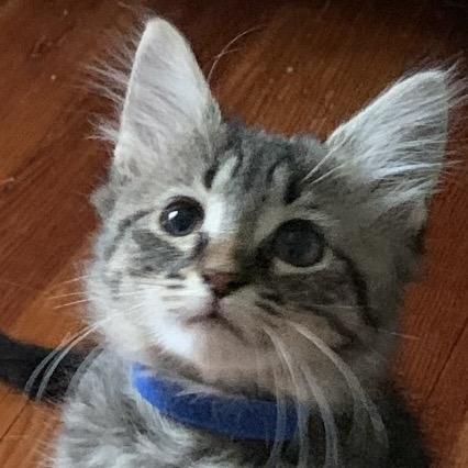 Enlarge Sapphirina, a Adoptable Domestic Long Hair in Richmond, VA image 1/1