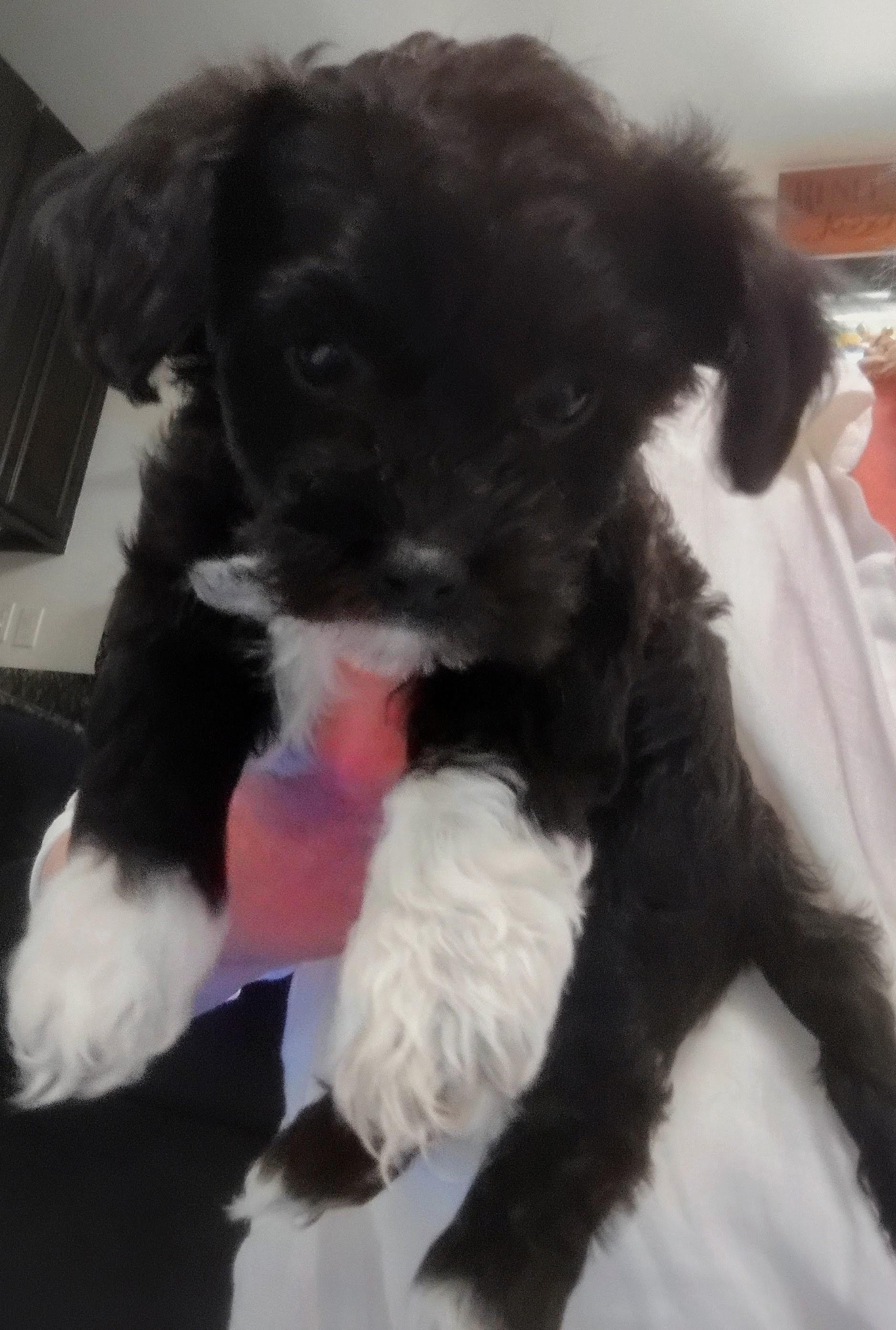 Tipper, a ADOPTABLE Maltipoo in Los Angeles, CA image 2/2