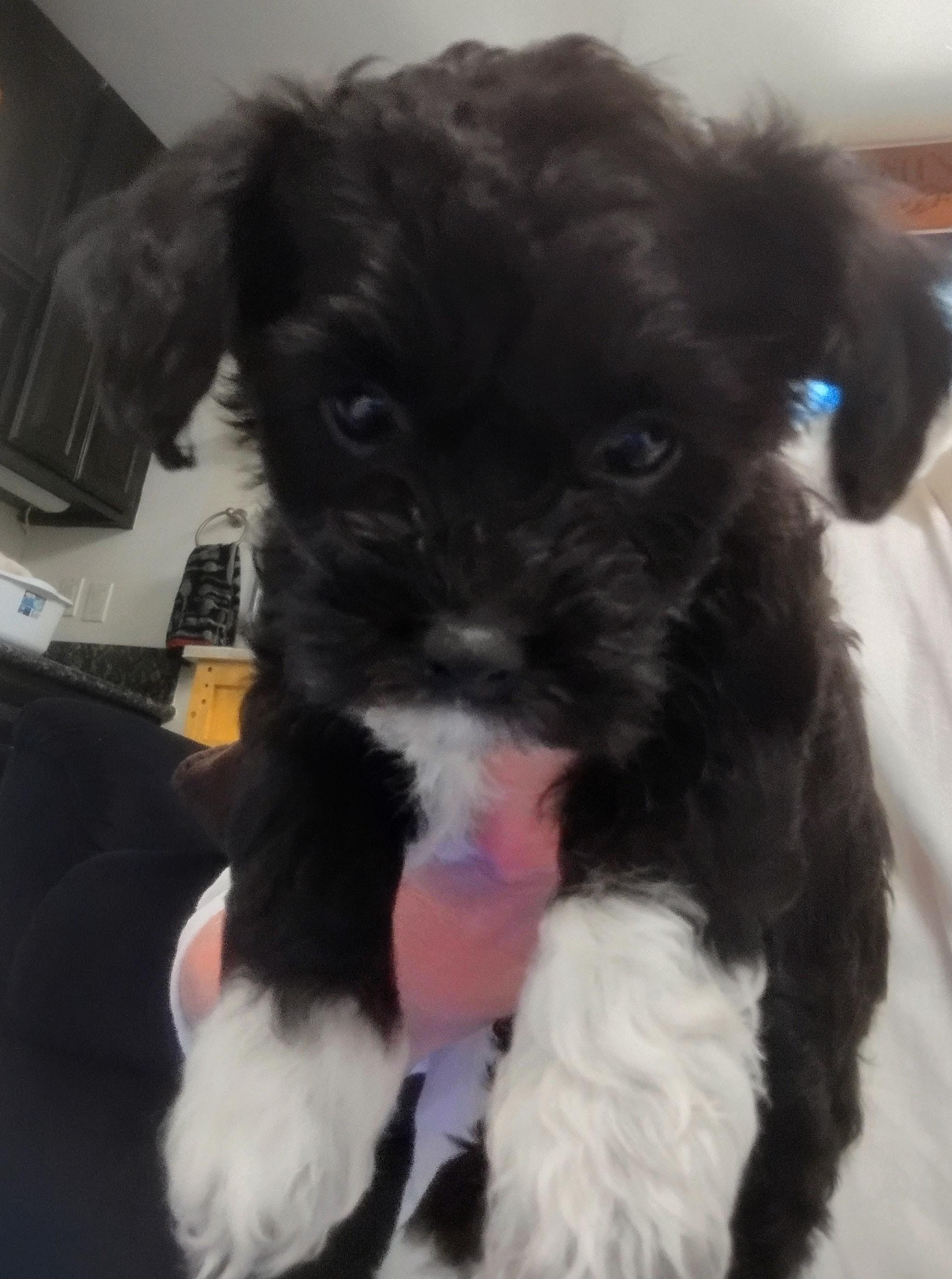 Tipper, a ADOPTABLE Maltipoo in Los Angeles, CA image 1/2