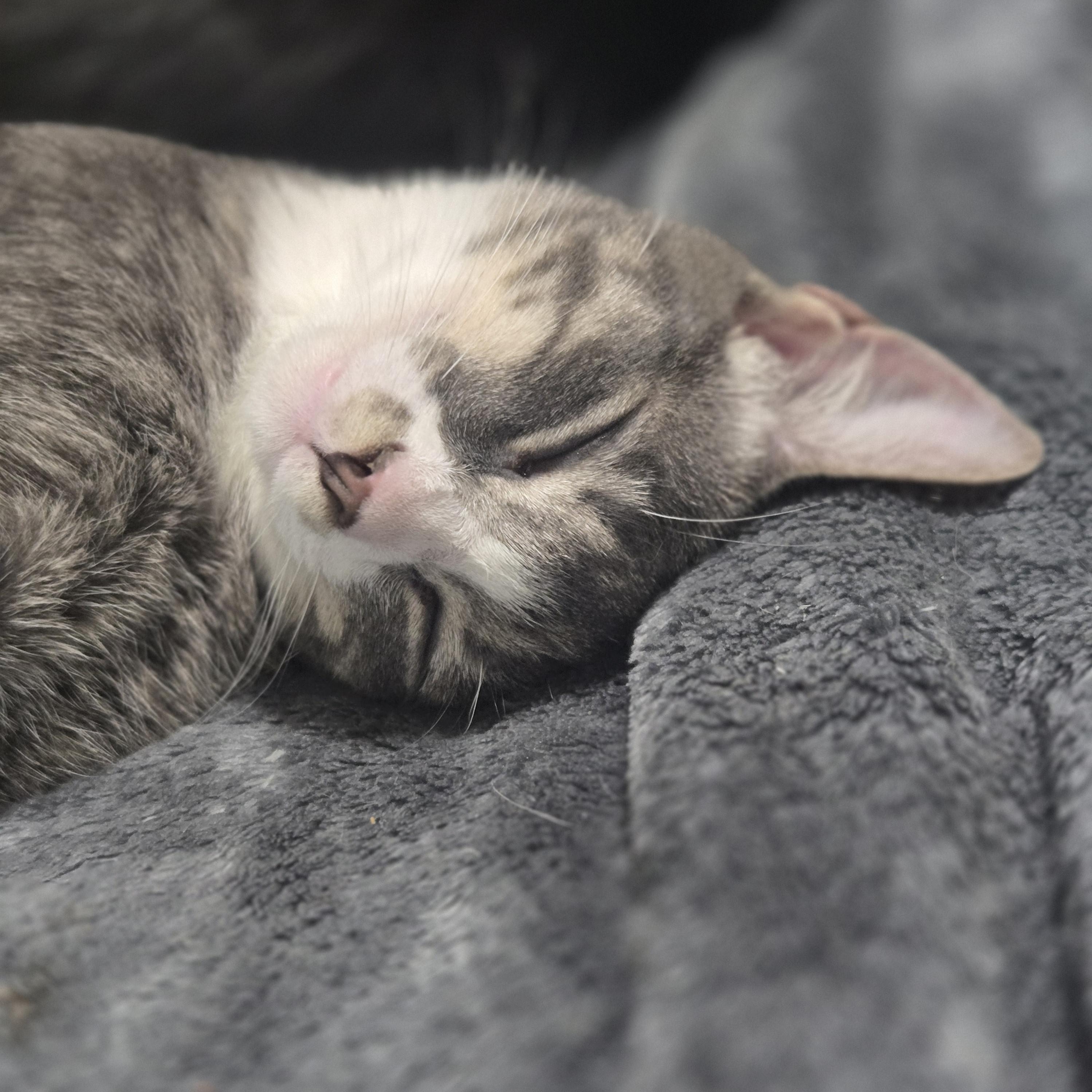 Enlarge Surya, a Adoptable Domestic Short Hair in highlands ranch, CO image 6/6