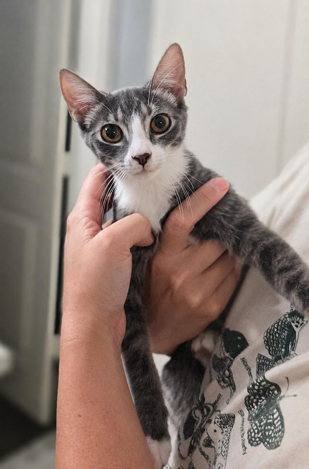 Enlarge Surya, a Adoptable Domestic Short Hair in highlands ranch, CO image 5/6
