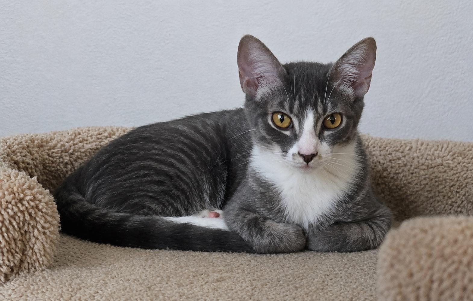 Surya, Adoptable, Kitten Female Domestic Short Hair.