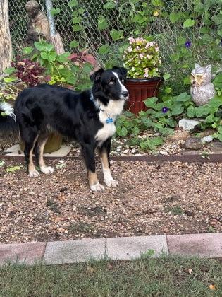 Buddy 50593