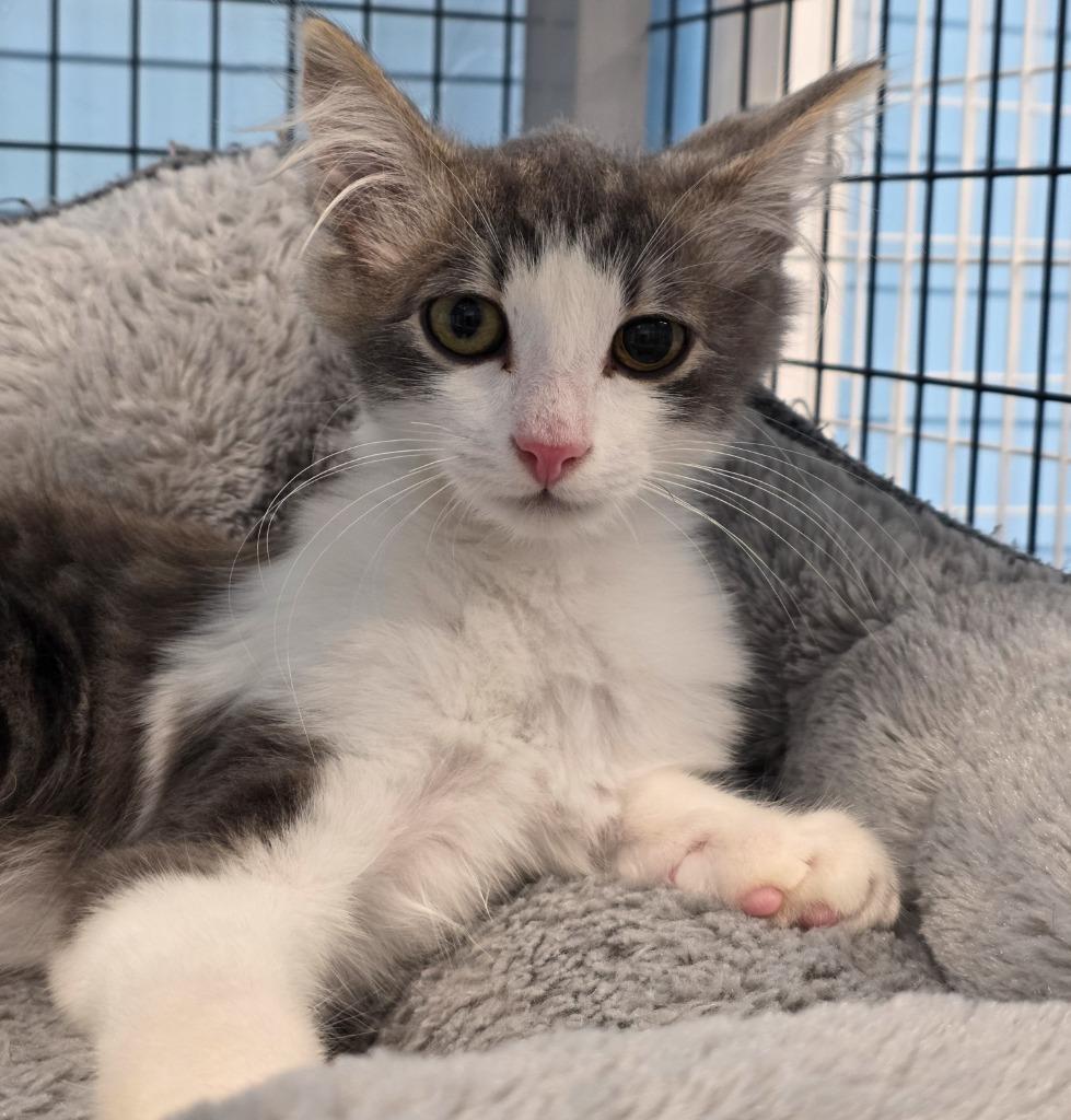Lefty, Adoptable, Kitten Male Domestic Medium Hair.