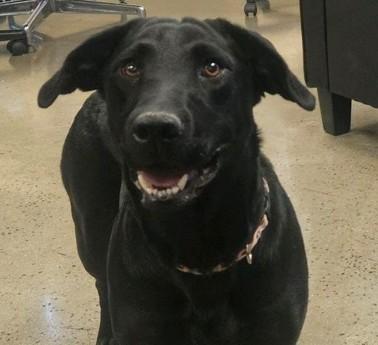 Enlarge Lizzie, a Adoptable mixed breed in Neosho, MO image 1/1