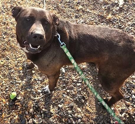 Enlarge Silly Lilly, a Adoptable mixed breed in Crandon, WI image 1/1