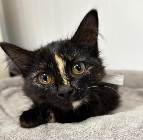 Ivy, Adoptable, Young Female Extra-Toes Cat / Hemingway Polydactyl & Tortoiseshell.