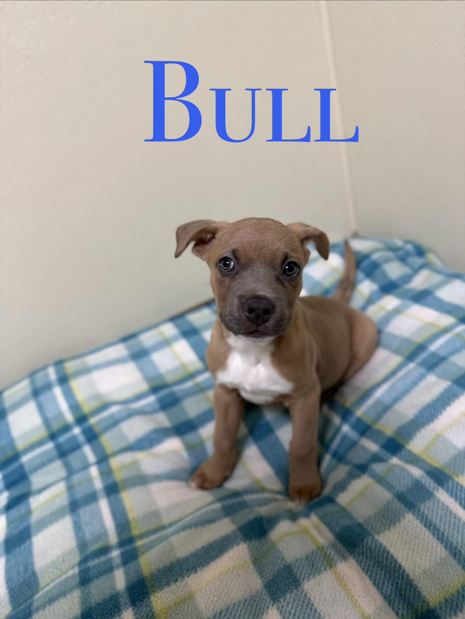 Bull, ADOPTABLE, Puppy Male Mixed Breed.