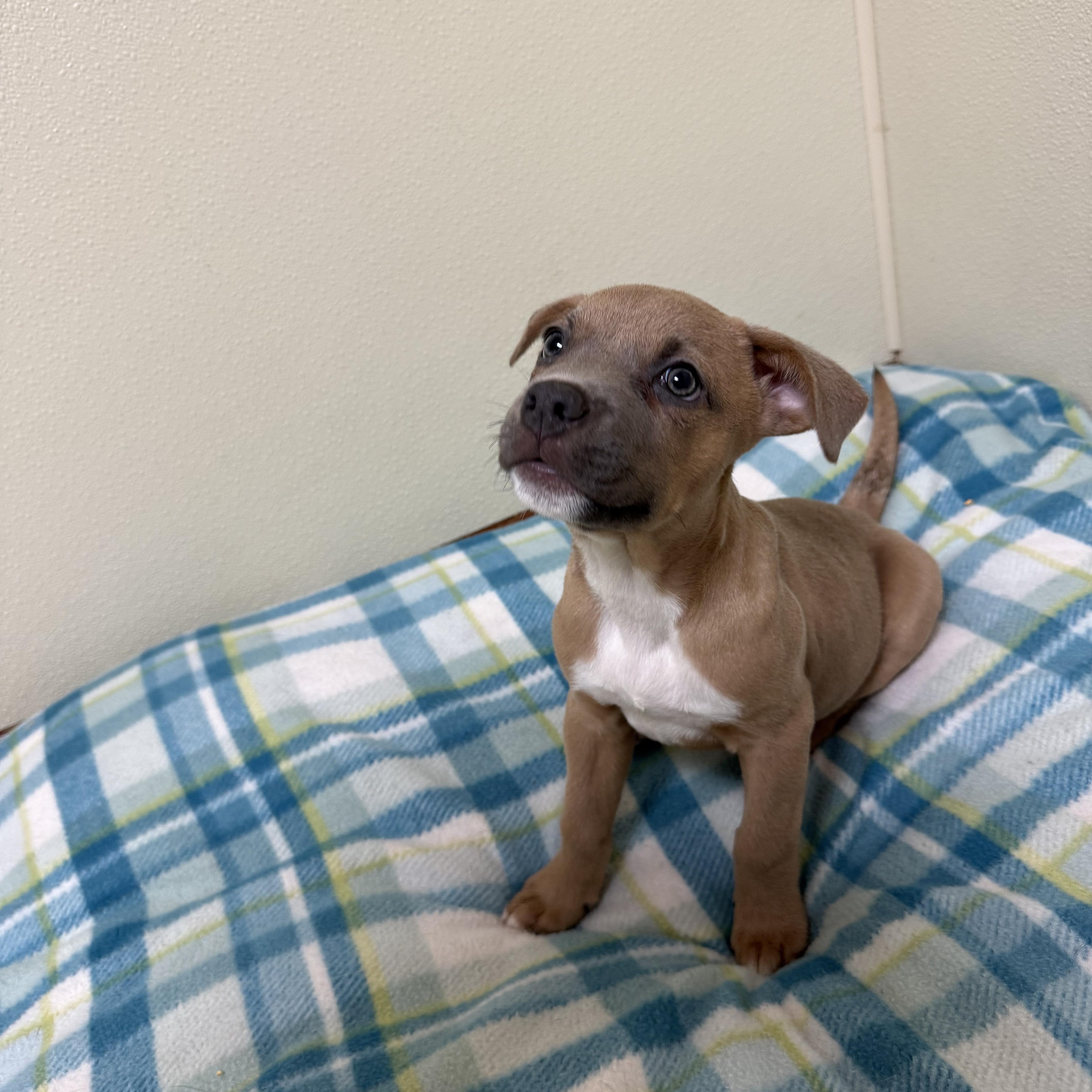 Bull, a ADOPTABLE mixed breed in Douglas, MA image 4/5