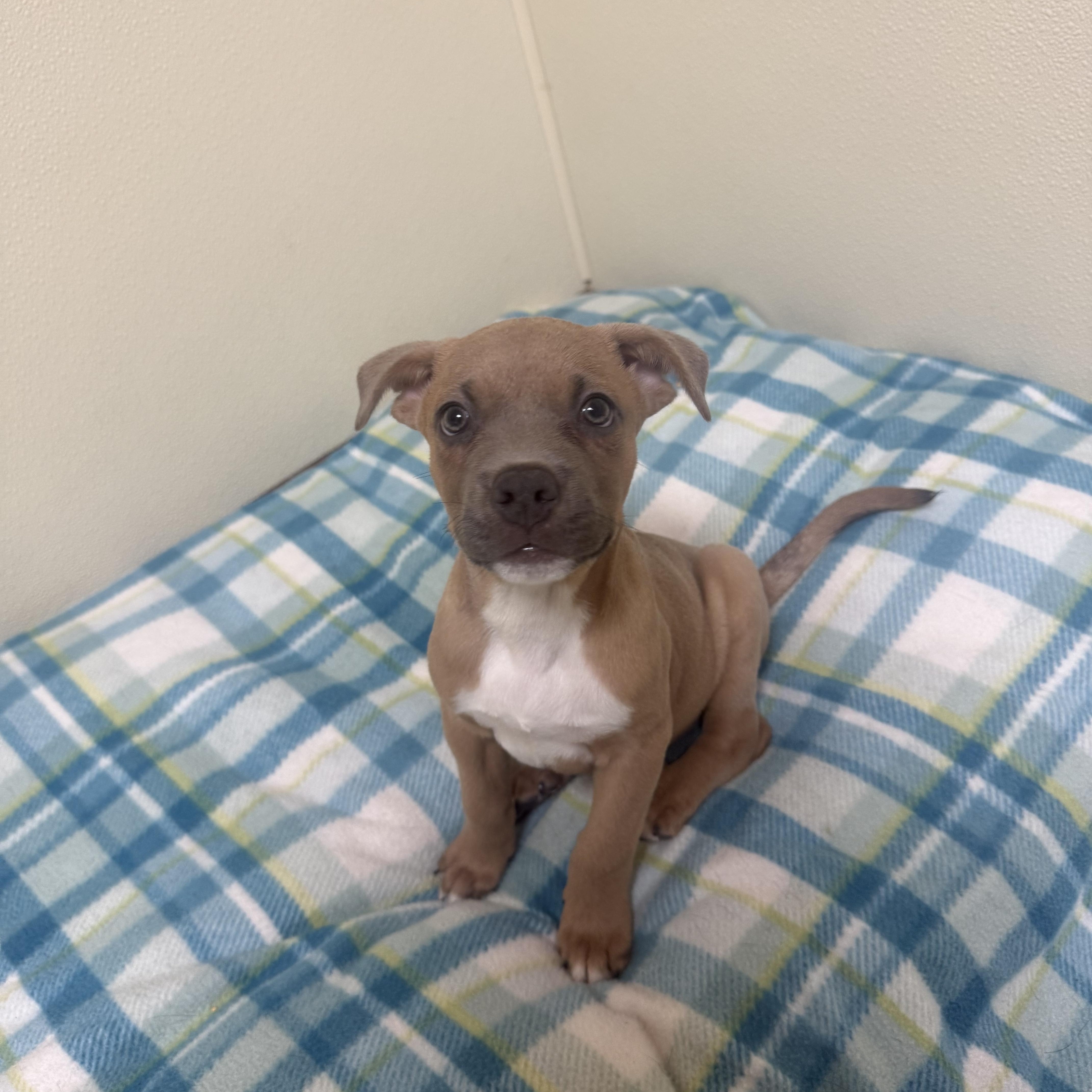 Bull, a ADOPTABLE mixed breed in Douglas, MA image 3/5