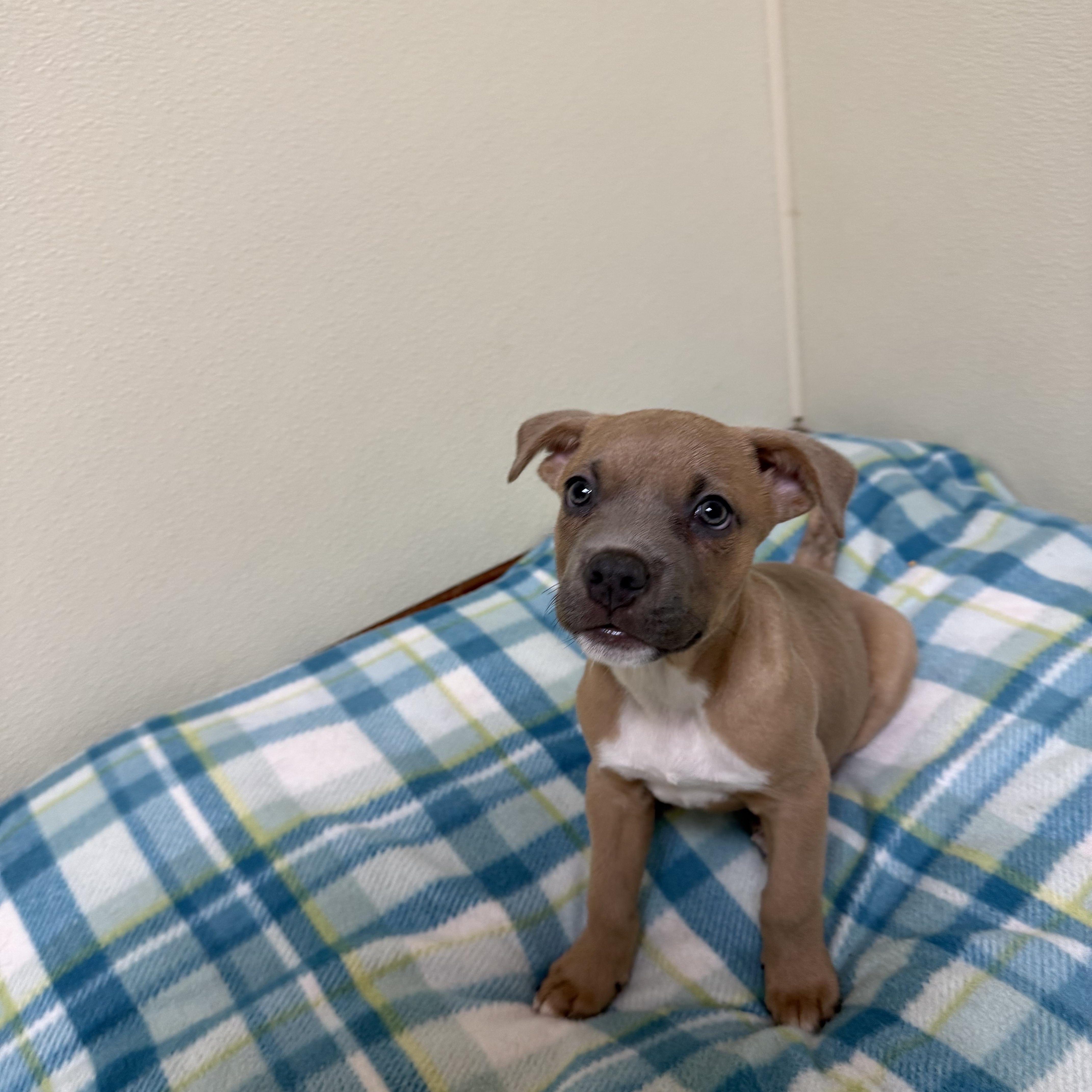 Bull, a ADOPTABLE mixed breed in Douglas, MA image 2/5