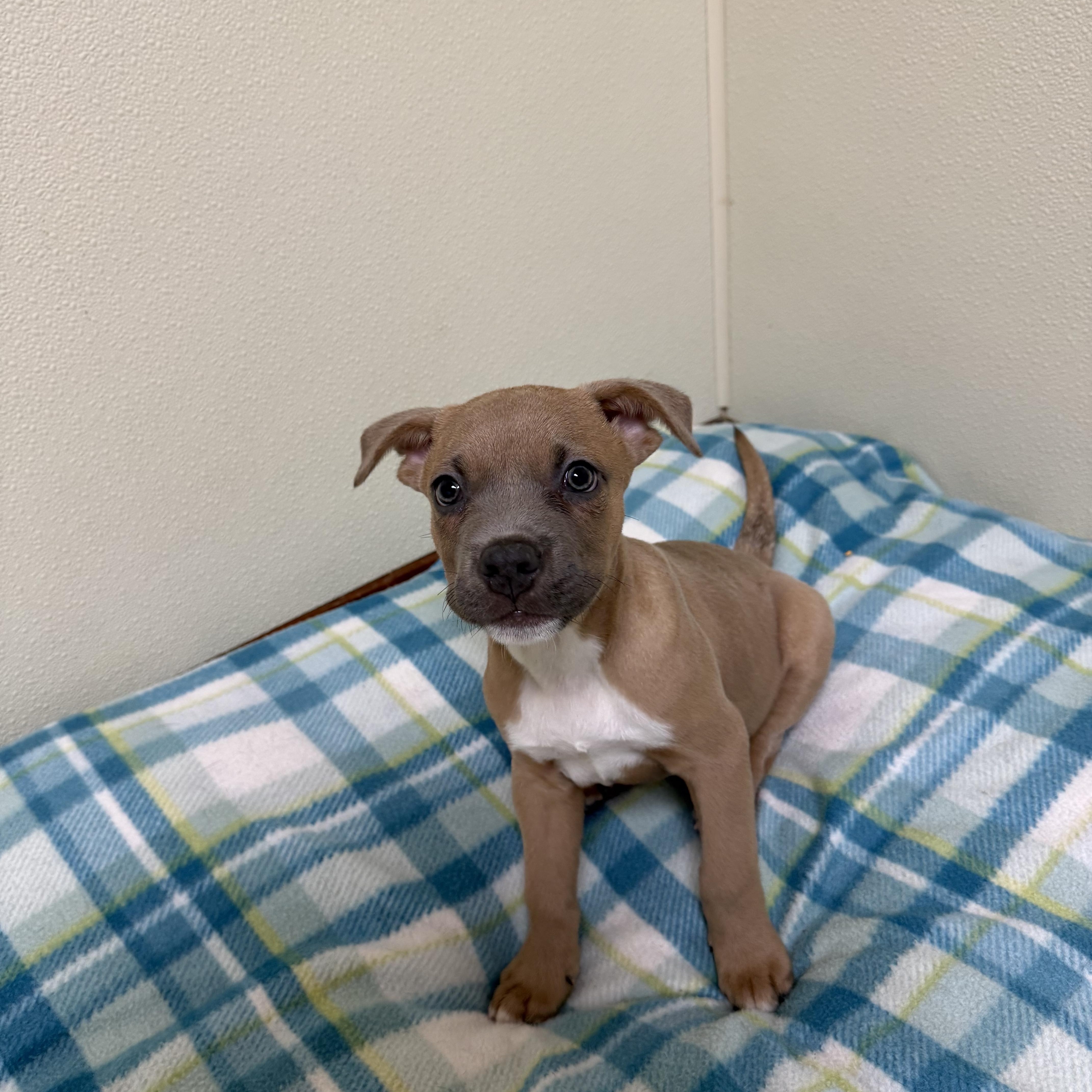 Bull, a ADOPTABLE mixed breed in Douglas, MA image 5/5